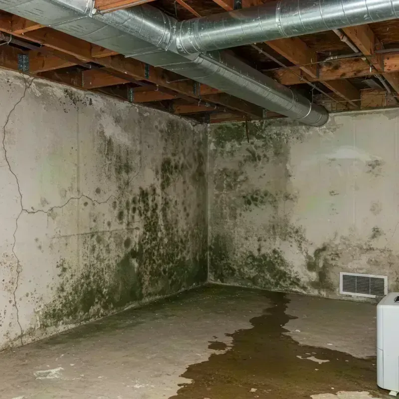 Professional Mold Removal in Knob Noster, MO